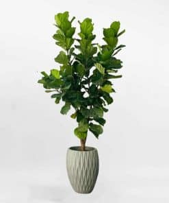 Cây bàng Singapore chậu xi măng LYRA008