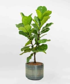 Bàng Singapore Ficus Lyrata 2 nhánh chậu gốm họa tiết CBS002