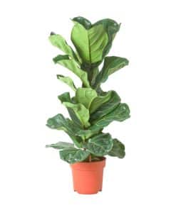 Cây bàng Singapore Ficus Lylata tầm trung 120cm