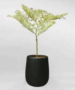 Cây Bàng cẩm thạch Nhật Bản dáng tree chậu gốm đen bóng CBCT002
