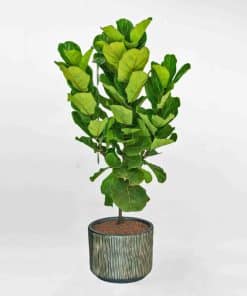 Bàng Singapore Ficus Lyrata 3 nhánh chậu gốm họa tiết CBS003