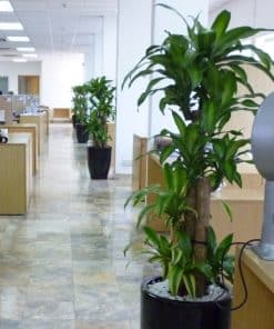 Cây văn phòng