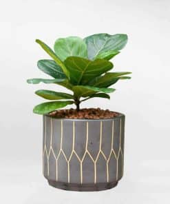 Bàng Singapore để bàn Ficus Lyrata CBS004