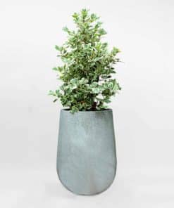 Cây Bàng cẩm thạch chậu đá mài xám CBCT001