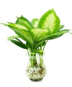 Cây trồng nước