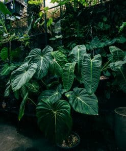 Kiểng lá / Cây Hiếm