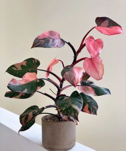 Philodendron Pink Princess