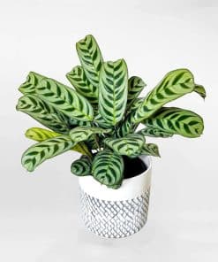 Cây đuôi công xương cá để bàn