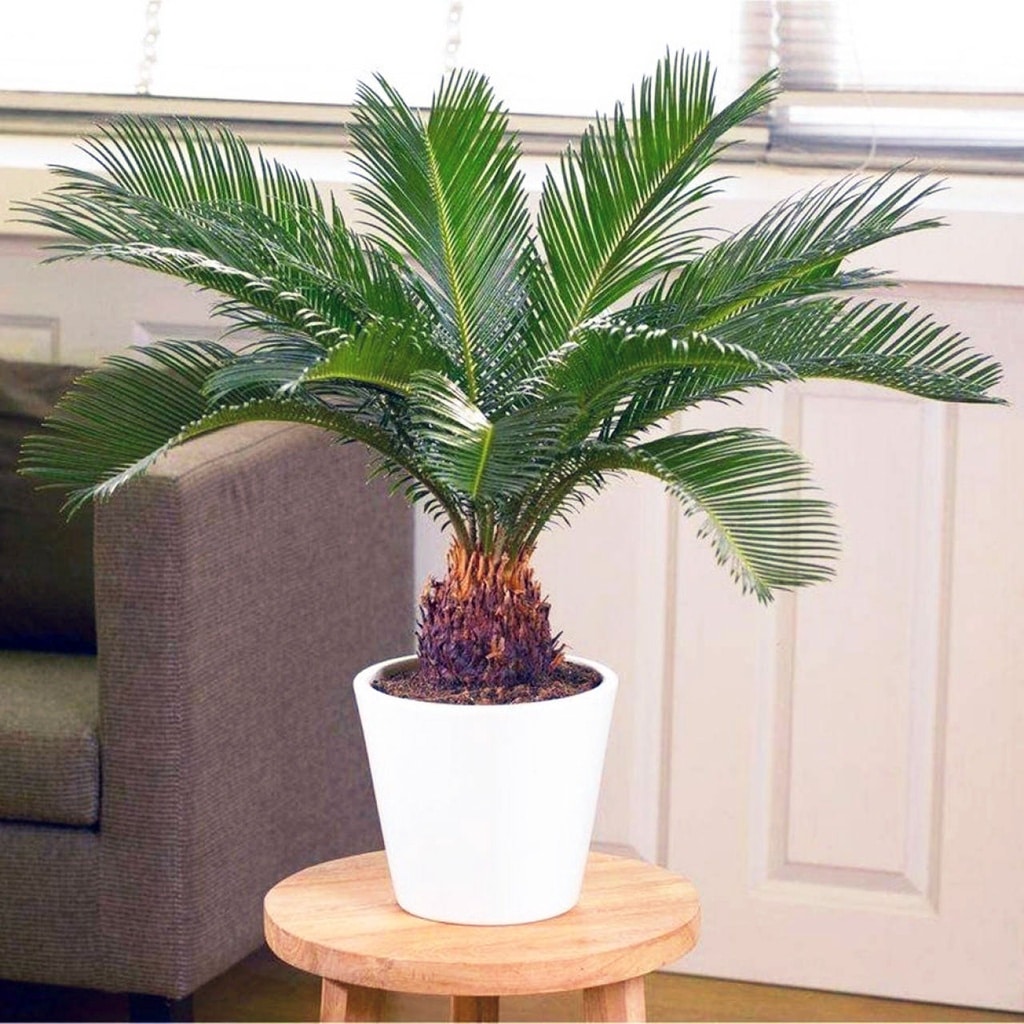 40f9fe9401e8ccf9193e56bef52862d0