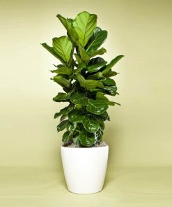 Cây bàng Singapore để bàn