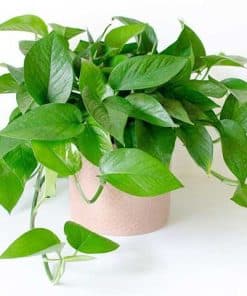 Trầu bà tỷ phú để bàn