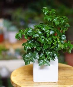 Cây hạnh phúc để bàn