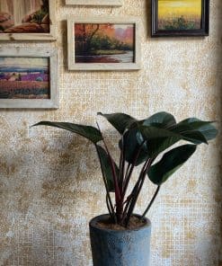 Trầu Bà Đế Vương Đỏ