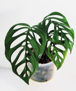 Monstera Esqueleto