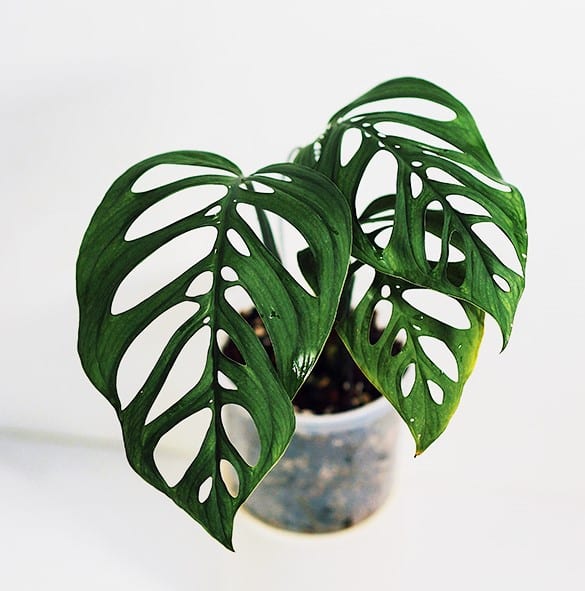 monstera-esqueleto-xanh-decor-1