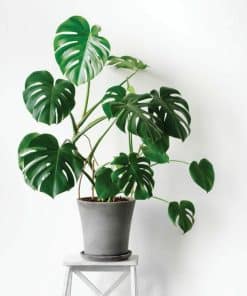 Monstera Deliciosa