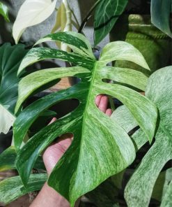 Monstera deliciosa var. borsigiana ‘mint’ variegata