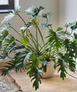 Philodendron Xanadu