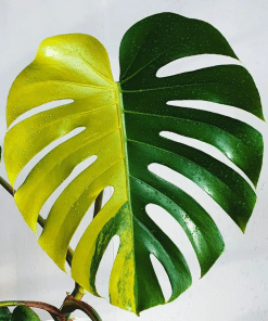 Monstera Borsigiana Aurea