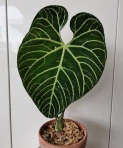 Anthurium Regale