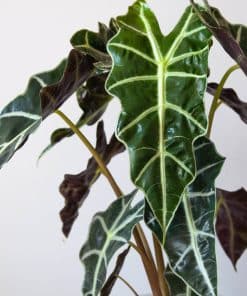 Alocasia Amazonica Polly