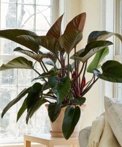 Trầu bà Đế Vương