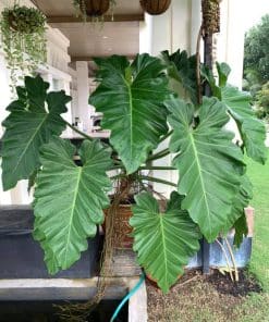 Philodendron Subincisum