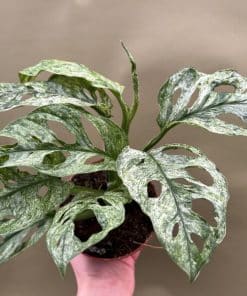 Monstera Adansonii Mint
