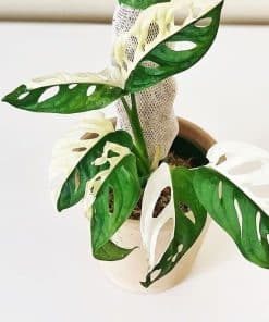 Monstera Adansonii Albo