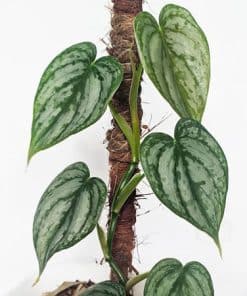 Philodendron Brandtianum