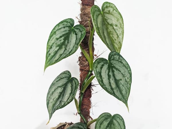 philodendron-brandtianum