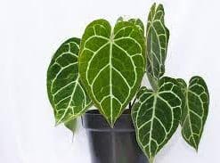 Anthurium Crystallinum