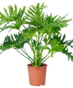 Philodendron Bipinnatifidum