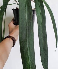 Anthurium Clarinervium