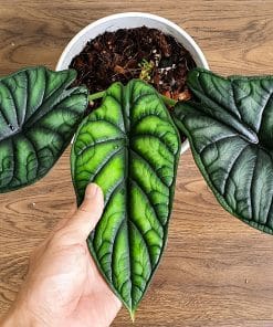 Alocasia Dragon Scale