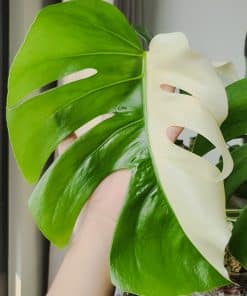 Monstera Borsigiana Albo