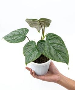 Philodendron Majestic