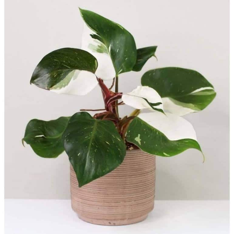 z4551540328725_223d0bd6b3da7a48e984d8f2df2a19b9