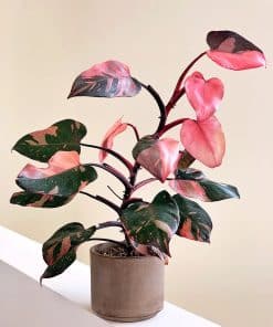 Philodendron Pink Princess