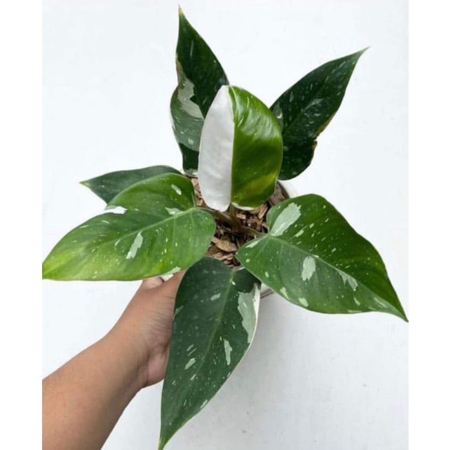 z4551540351575_05b896dd93a84ad29bf8289bdc35e4b0