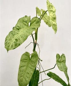 Philodendron Paraiso Verde