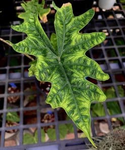 Alocasia Jacklyn